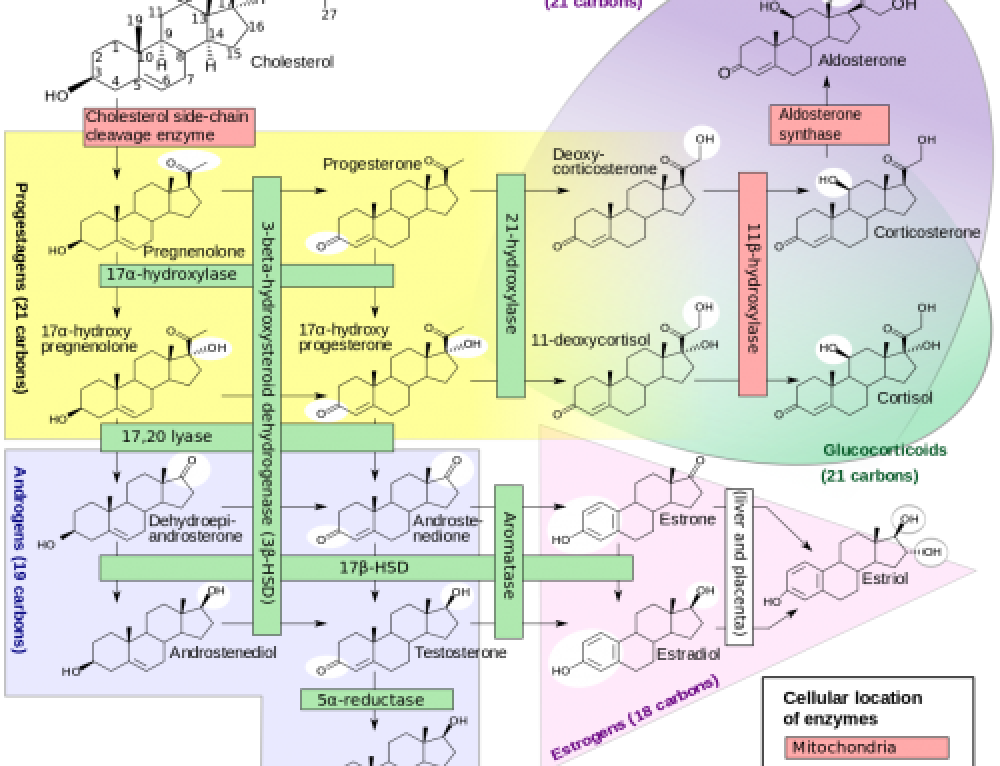 Steroidogenesis.svg-e1490200245232-500x383@2x.png
